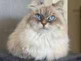 Chat Beauté