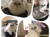 Chat Beauté