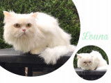 Chat Beauté