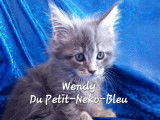 Chatterie Du Petit Neko Bleu