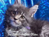 Chatterie Du Petit Neko Bleu