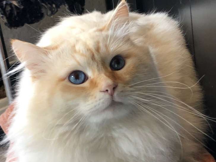 Diamond Eyes