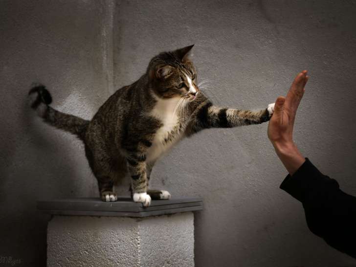 Philo'Pattes