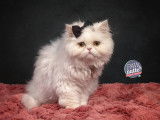 Pawpatte