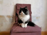 De Miotasach