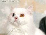 De Miotasach