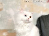De Miotasach